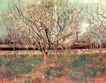 Orchard in Blossom. Plum Trees